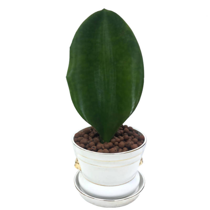 dracaena hyacinthoides Dracaena hyacinthoides (L.) Mabb, Somali Good Luck Plant in Design Pot – IM Garden Mart