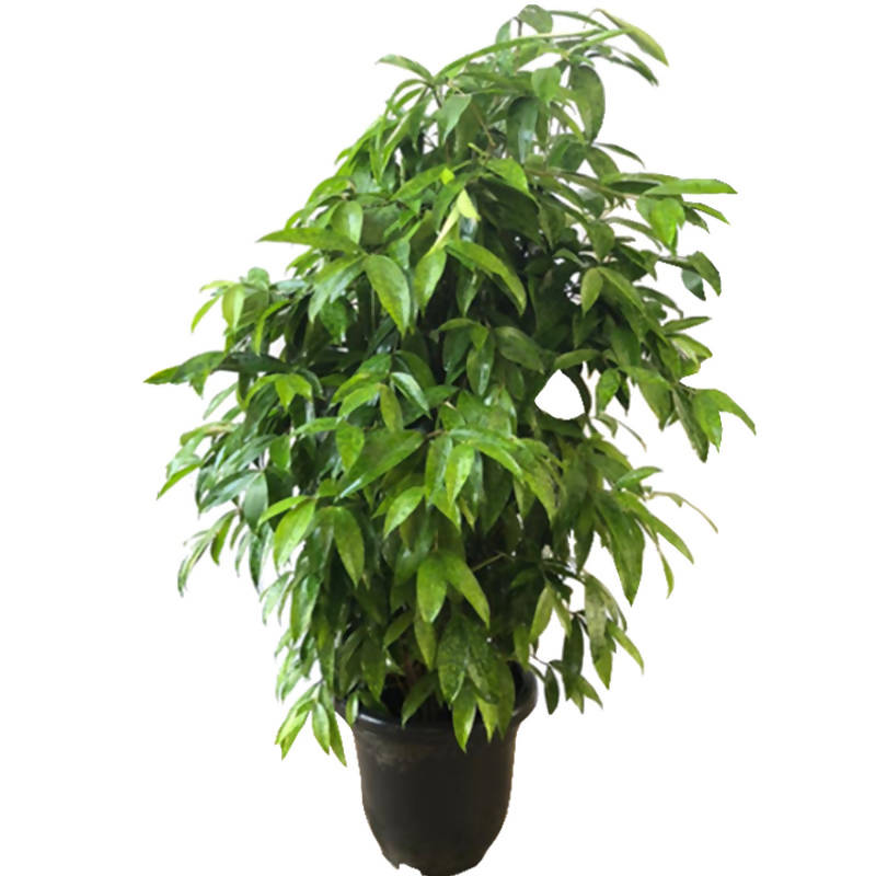dracaena japanese bamboo Japanese Bamboo – IM Garden Mart
