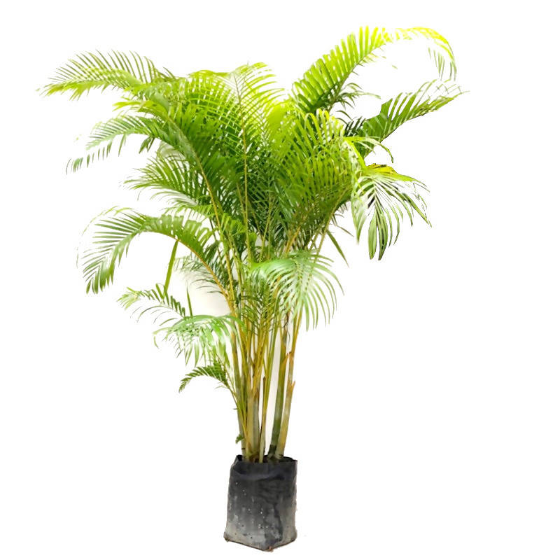 yellow palm plant Dypsis lutescens, Golden Cane Palm, Yellow Palm in Bag (2.2m) – IM Garden Mart