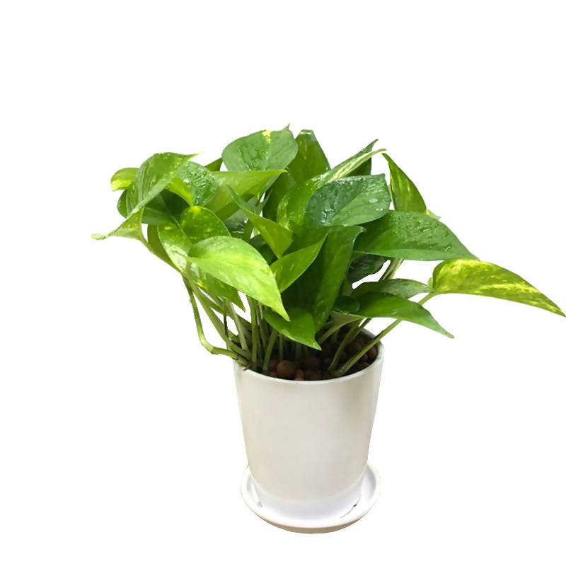 devils ivy and money plant Epipremnum aureum (Money Plant, Devil's Ivy) in Ceramic White Pot (0.3 – IM Garden Mart