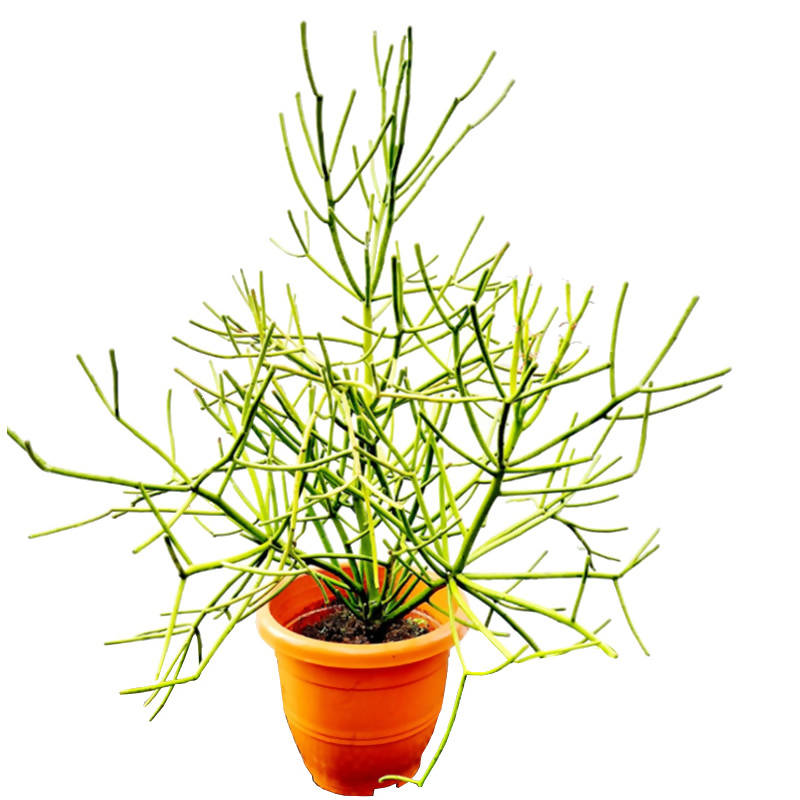 pencil cactus milk Euphorbia tirucalli, African Milkbush, Pencil cactus (0.8m) – IM Garden Mart
