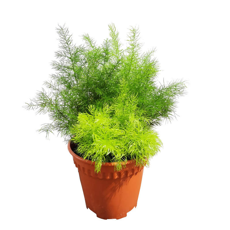 Messy Asparagus Fern, Fresh Green Asparagus Fern (0.25m) – IM Garden Mart