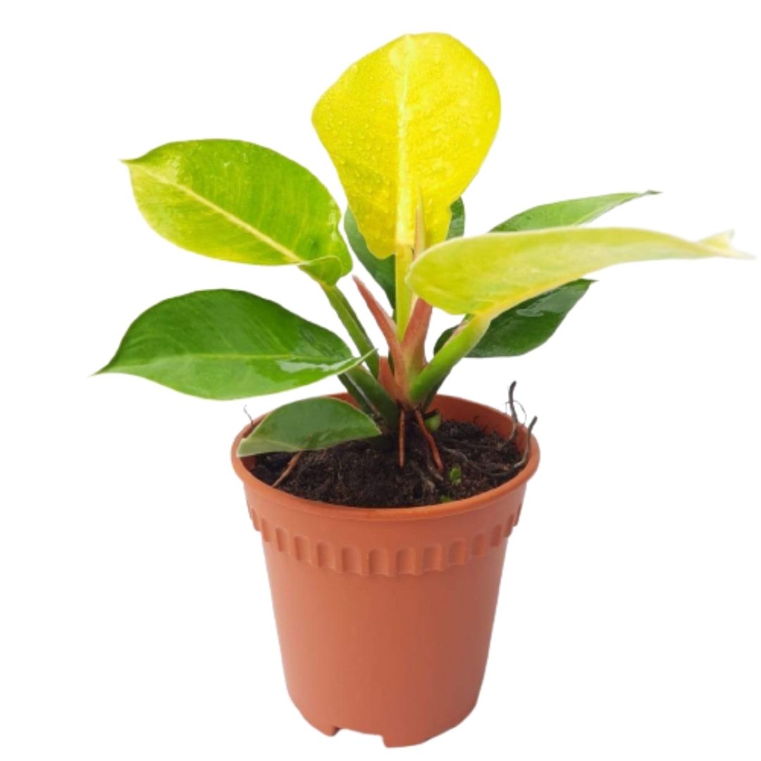 green apple philodendron Philodendron sp 'Apple Green' (0.26m) – IM Garden Mart