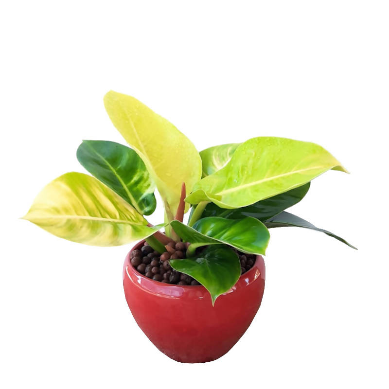 philodendron red apple Philodendron Apple Green in Red Ceramic Pot (0.3m) – IM Garden Mart