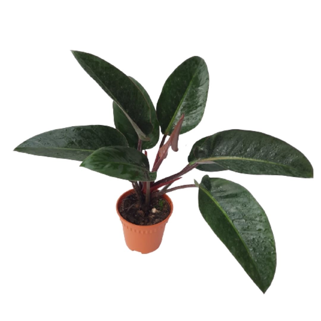 philodendron black emerald Philodendron sp 'Emerald Red' (0.26m)* – IM Garden Mart