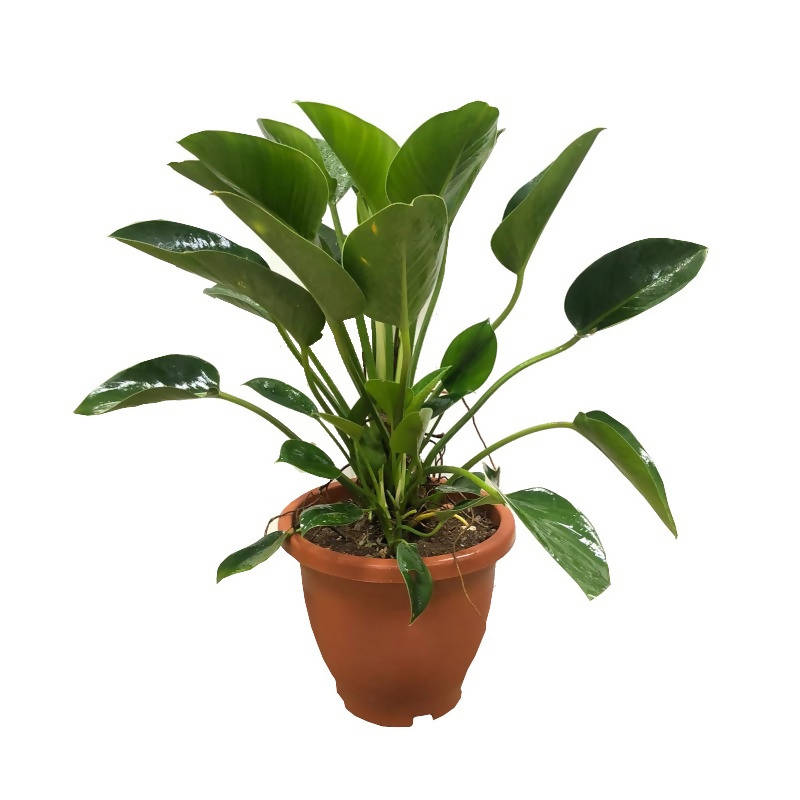 philodendron green princess big Philodendron Green 'Princess' (0.5m) – IM Garden Mart