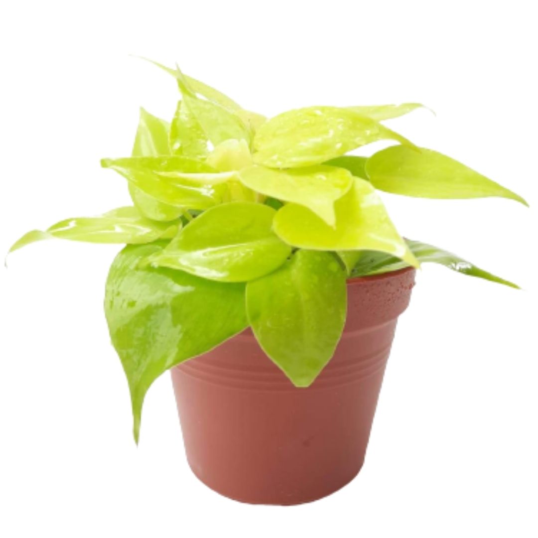 philodendron germany Philodendron hederaceum 'Gold' (Heart Leaf) (0.2m)* – IM Garden Mart