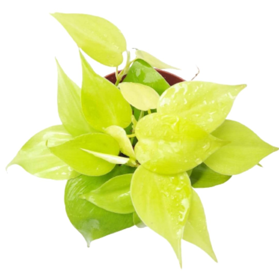 philodendron hederaceum gold Philodendron hederaceum 'Gold' (Heart Leaf) (0.2m)* – IM Garden Mart