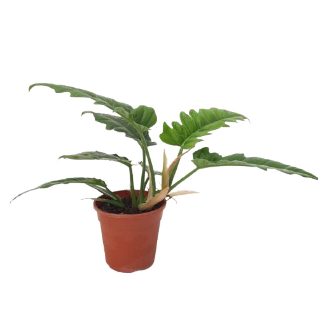 philodendron lacerum price Philodendron lacerum 'aff' (0.35m)* – IM Garden Mart