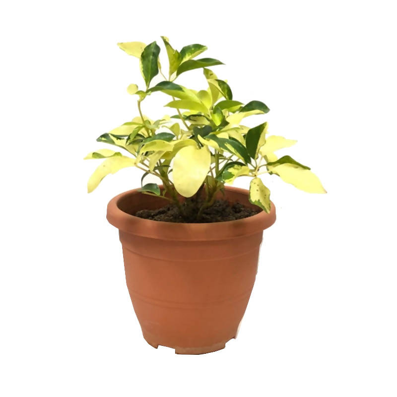 schefflera arboricola yellow leaves Schefflera arboricola ''yellow and mottled yellow-green leaves, wavy m – IM Garden Mart