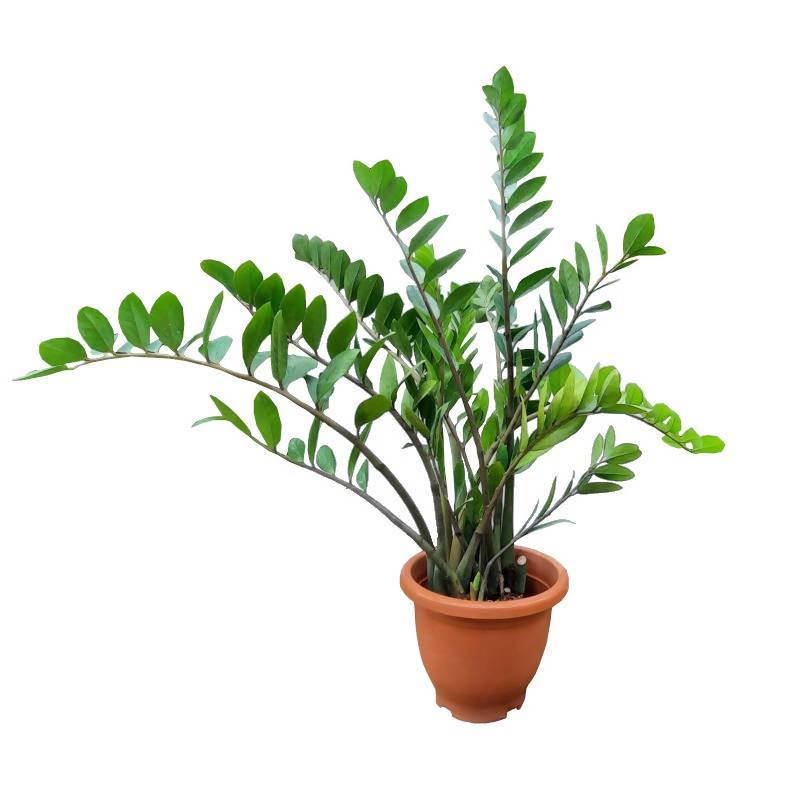 aroid zz plant Zamioculcas zamiifolia, Aroid Palm, Zanzibar Gem (0.6m) – IM Garden Mart