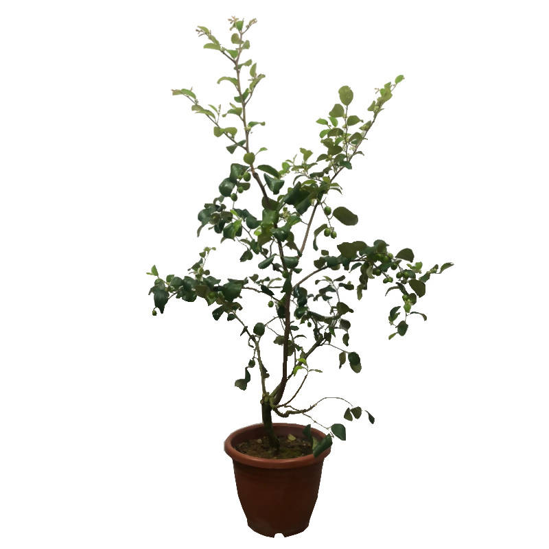 Ziziphus mauritiana, Indian Jujube, Bedara China (1.2m) – IM Garden Mart