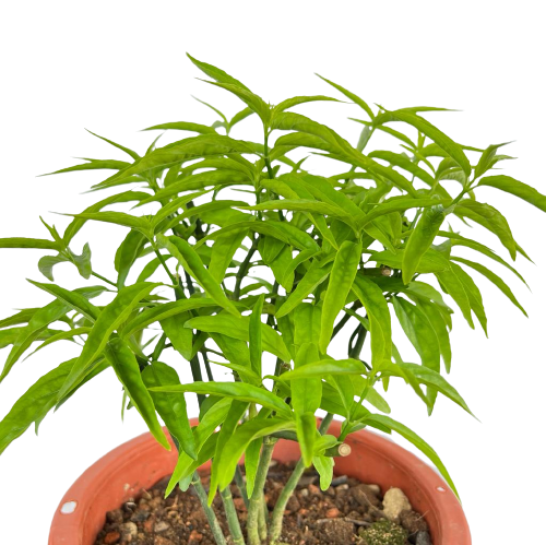planting sabah snake grass Clinacanthus nutans (Burm. f.) Lindau, Sabah Snake Grass (0.4m) – IM Garden Mart