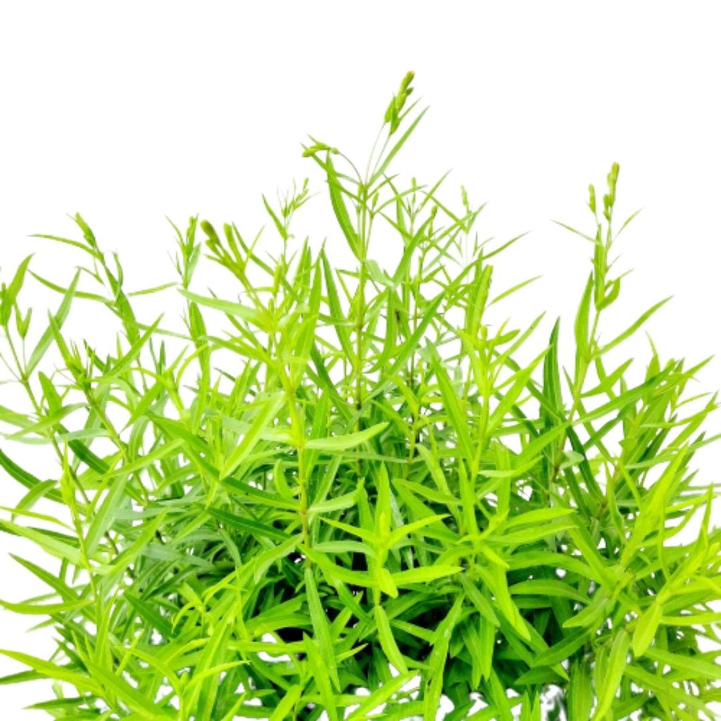 Artemisiadracuculus - Tarragon