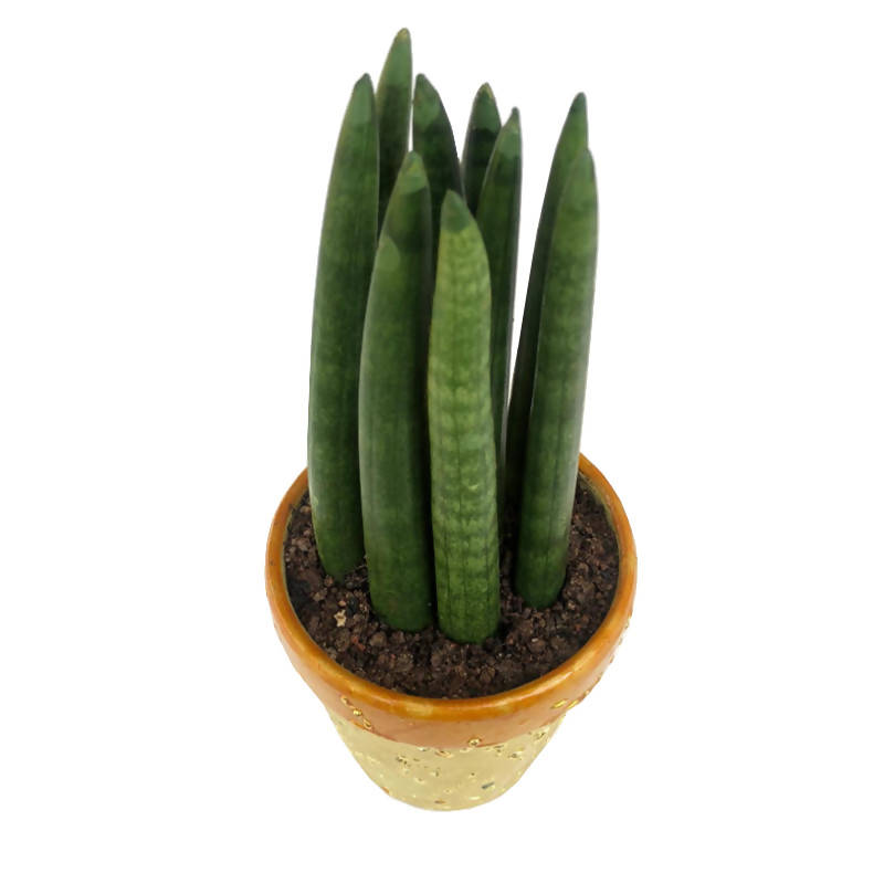 sansevieria spaghetti Sansevieria Cylindrica Spaghetti L in Gold Pot – IM Garden Mart