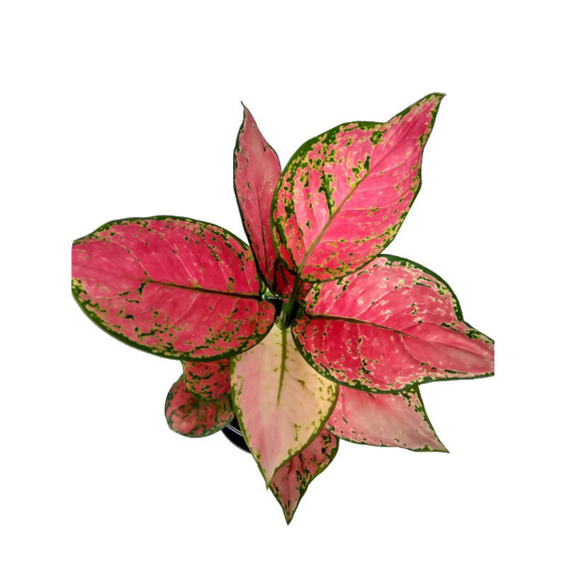 aglaonema pink dud Aglaonema Dud Unyamanee – IM Garden Mart
