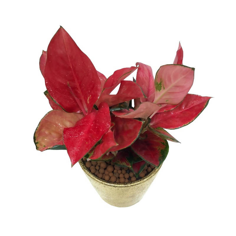 aglaonema red thai Aglaonema 'Sexy Red' – IM Garden Mart