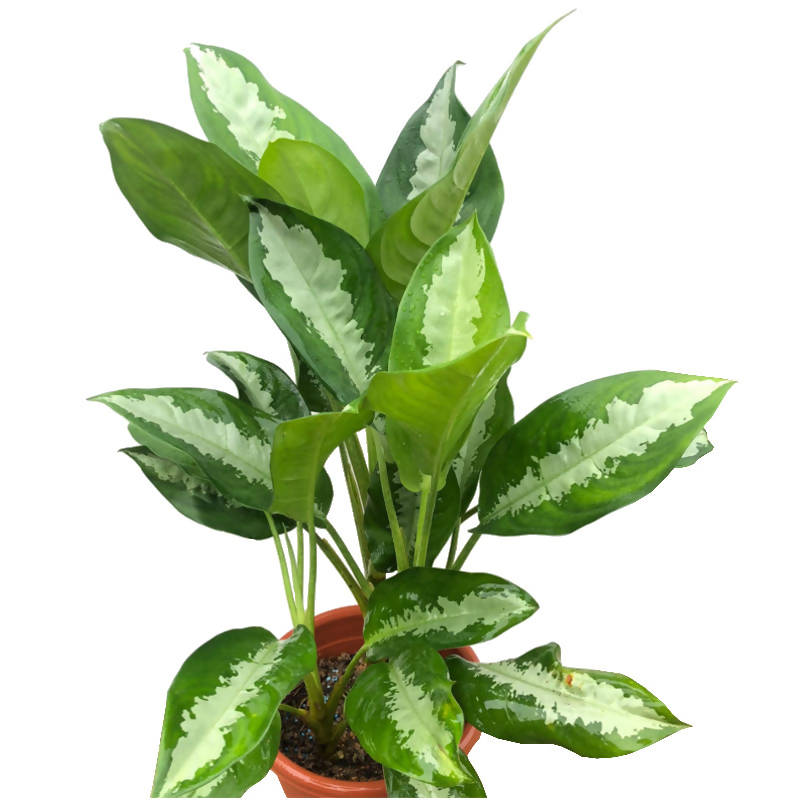aglaonema ernesto hybrid Aglaonema nitidum – IM Garden Mart
