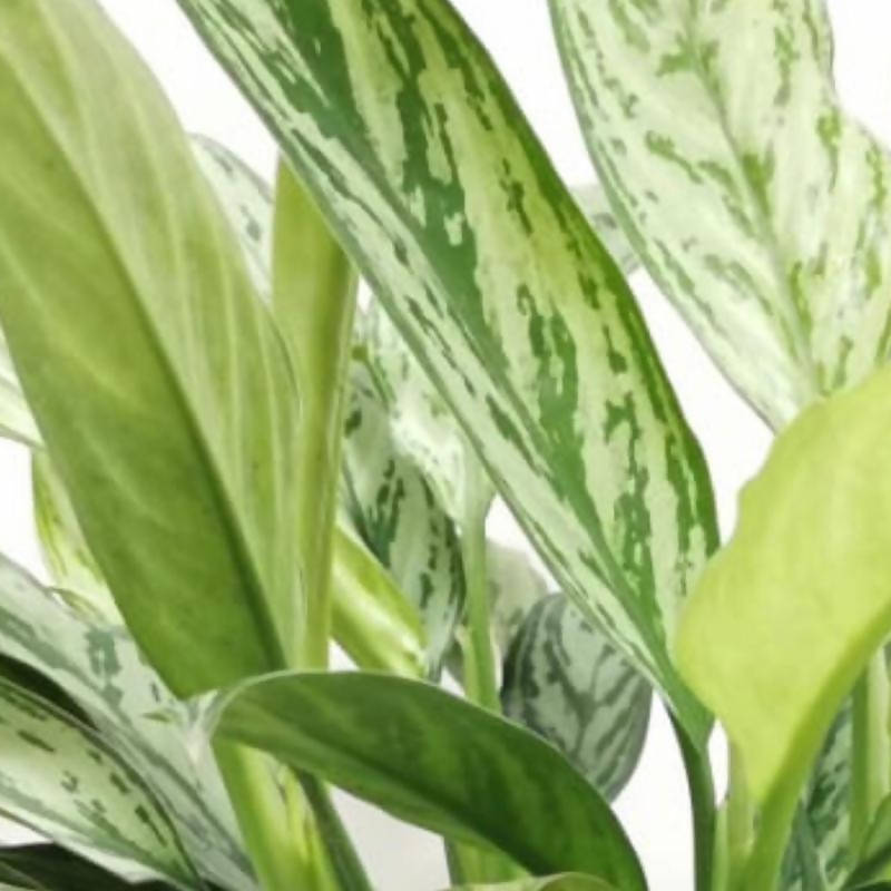 aglaonema nitidum silver queen common name Aglaonema nitidum 'Silver Queen' – IM Garden Mart