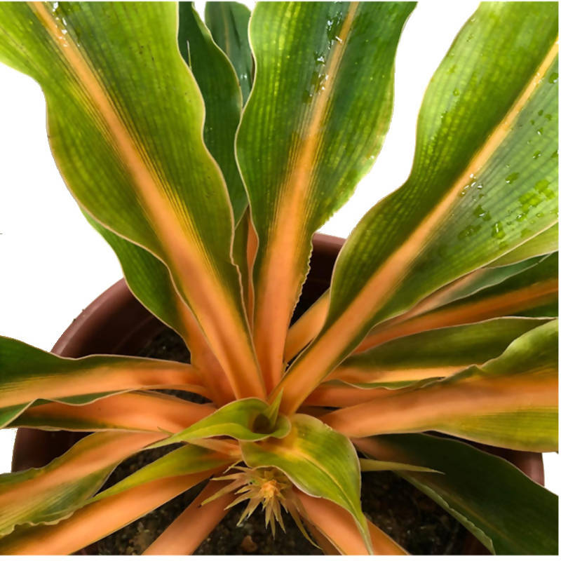 Chlorophytum amaniense 'Fire Flash', Sierra Leone Lily (0.4m) – IM Garden  Mart
