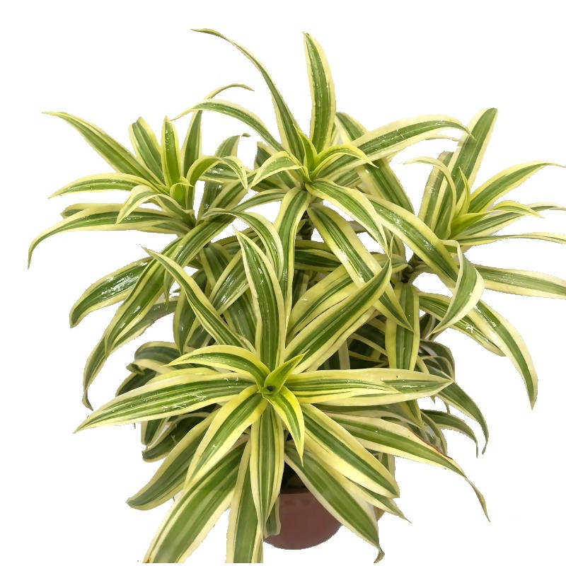 dracaena variegatus Dracaena reflexa 'Variegata' – IM Garden Mart