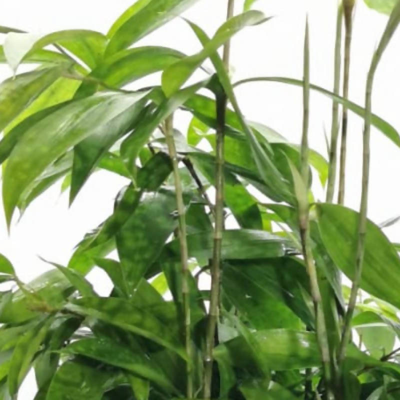 dracaena japanese bamboo Japanese Bamboo – IM Garden Mart