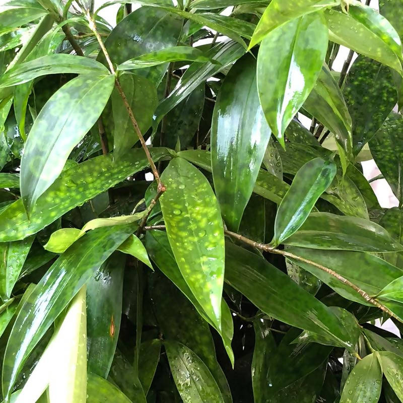 spotted dracaena plant Japanese Bamboo – IM Garden Mart