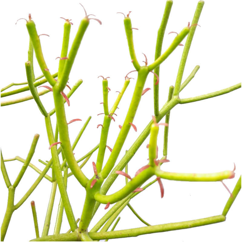 pencil cactus milk Euphorbia tirucalli, African Milkbush, Pencil cactus (0.8m) – IM Garden Mart