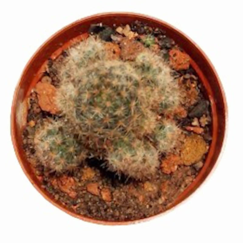 micro succulents Micro Succulents Cactus (0.12m) – IM Garden Mart