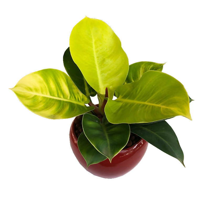philodendron apple Philodendron Apple Green in Red Ceramic Pot (0.3m) – IM Garden Mart