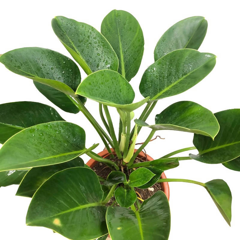 philodendron green princess Philodendron Green 'Princess' (0.5m) – IM Garden Mart