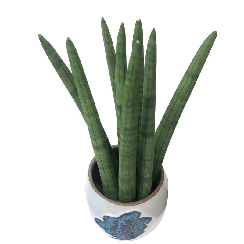 sansevieria spaghetti Sansevieria Cylindrica Spaghetti L in White Pot (0.22m) – IM Garden Mart