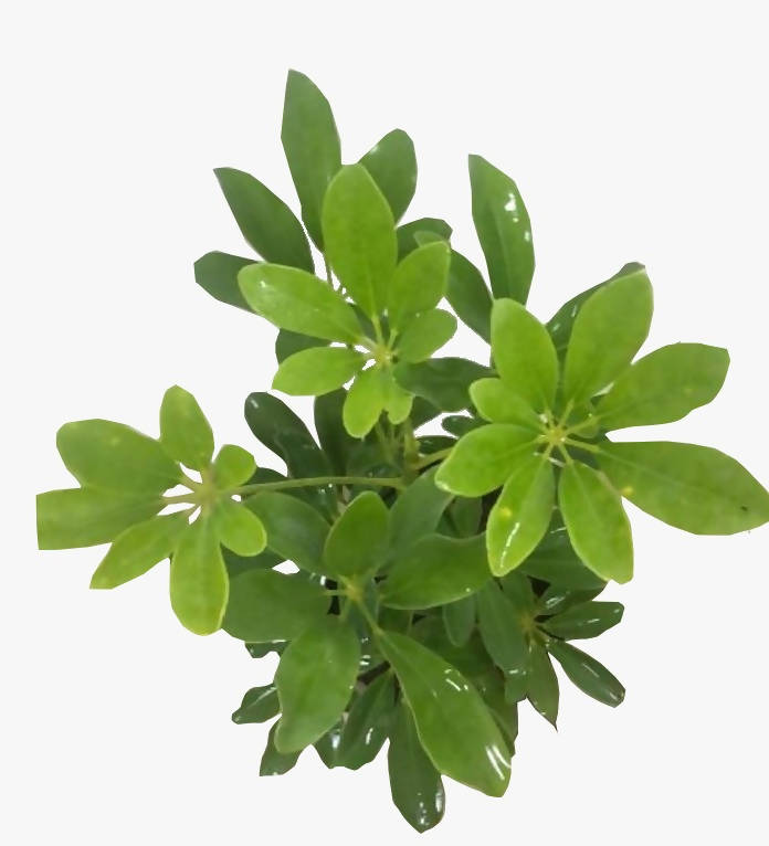 dwarf schefflera arboricola Schefflera arboricola, Dwarf Umbrella-Tree (0.28m) – IM Garden Mart