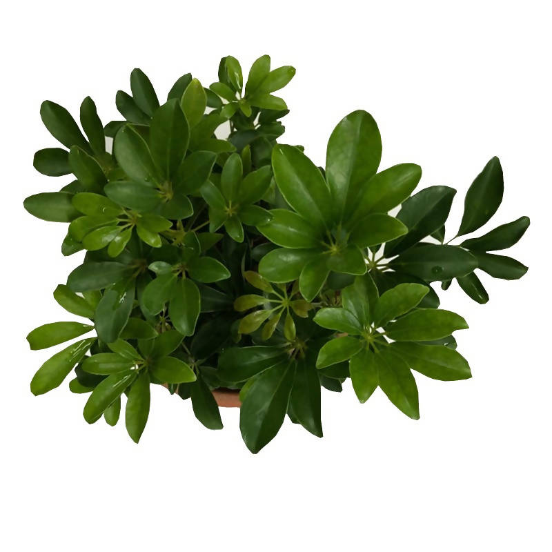 dwarf schefflera arboricola Schefflera arboricola, Dwarf Umbrella-Tree (0.45m) – IM Garden Mart