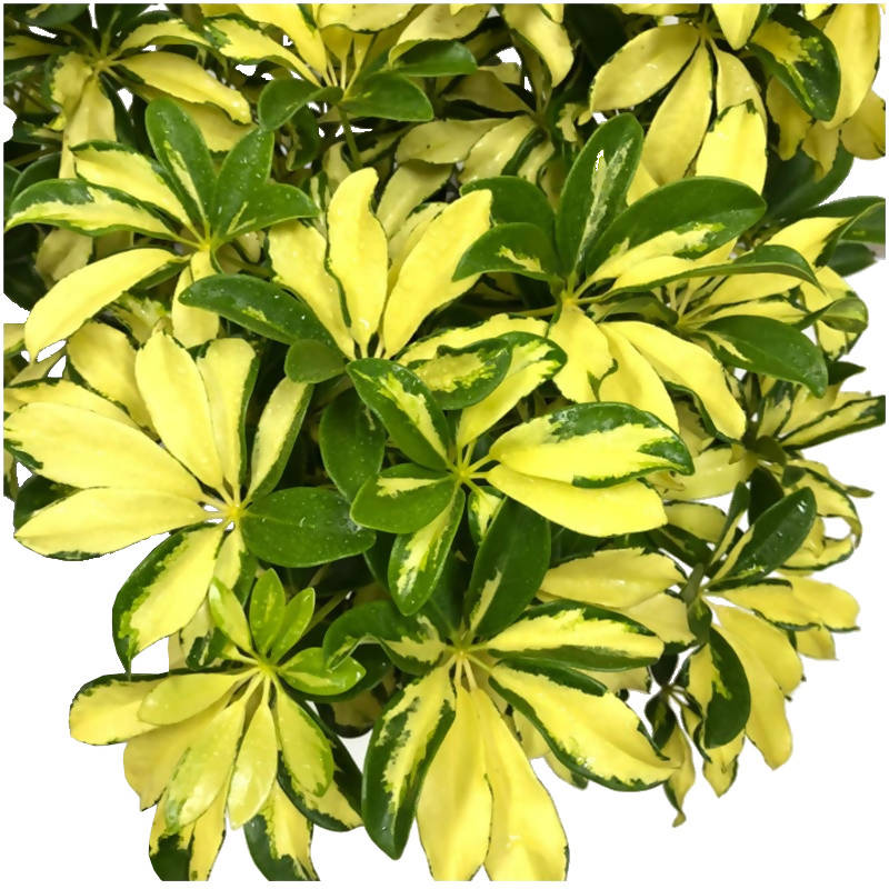 schefflera arboricola cultivar Schefflera arboricola 'Variegata' (0.5m) – IM Garden Mart