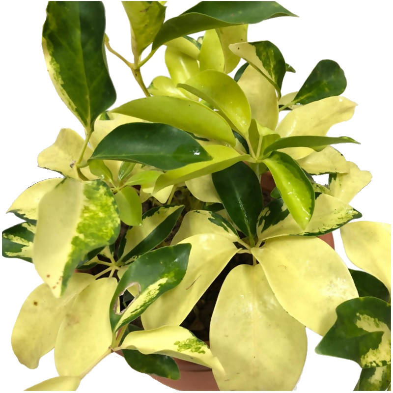 schefflera arboricola yellow leaves Schefflera arboricola ''yellow and mottled yellow-green leaves, wavy m – IM Garden Mart