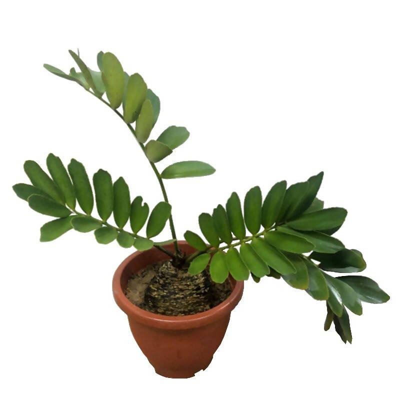 carboard zz plant Zamia Furfuracea L.f., Cardboard Palm (0.5m) – IM Garden Mart