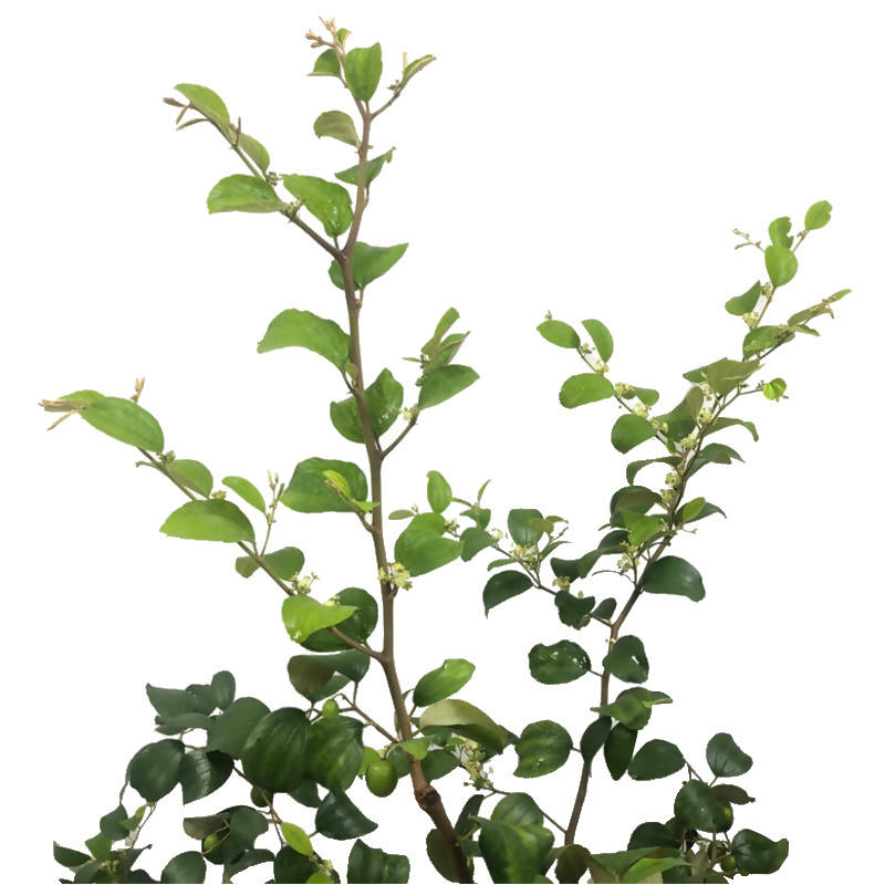 Ziziphus mauritiana, Indian Jujube, Bedara China (1m) – IM Garden Mart