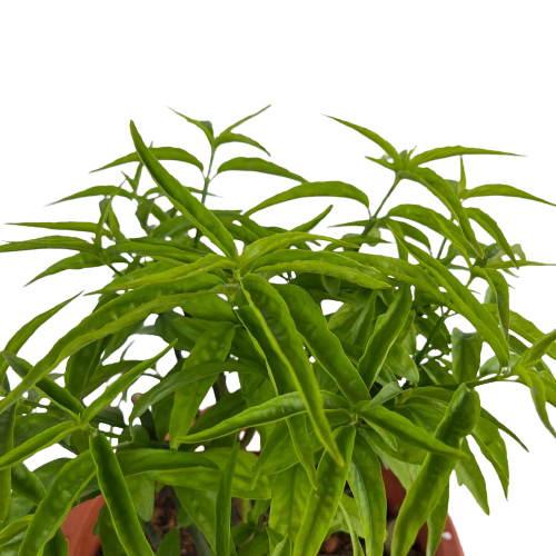 clinacanthus nutans snake plant Clinacanthus nutans (Burm. f.) Lindau, Sabah Snake Grass (0.4m) – IM Garden Mart