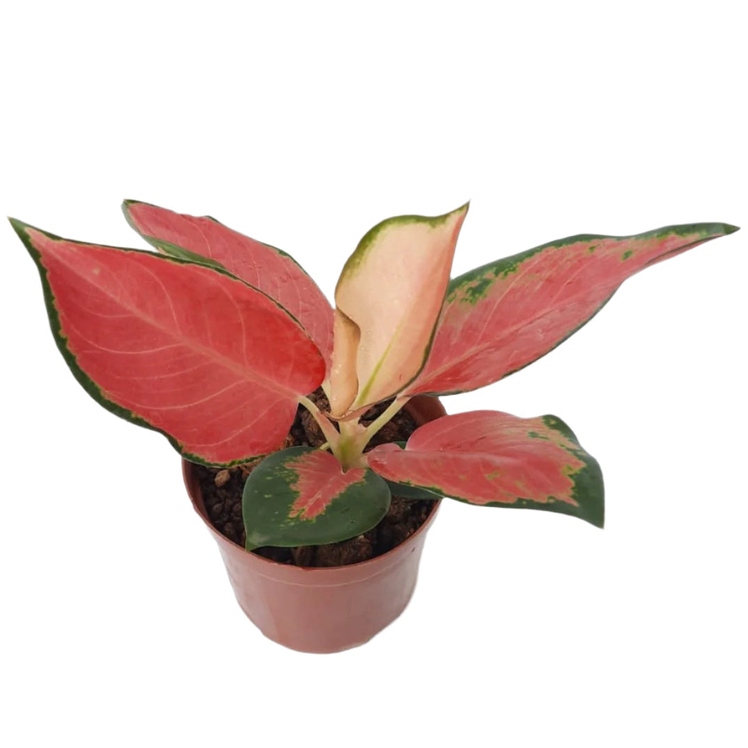 aglaonema 'favonian' Aglaoneman sp 'Favonian' – IM Garden Mart