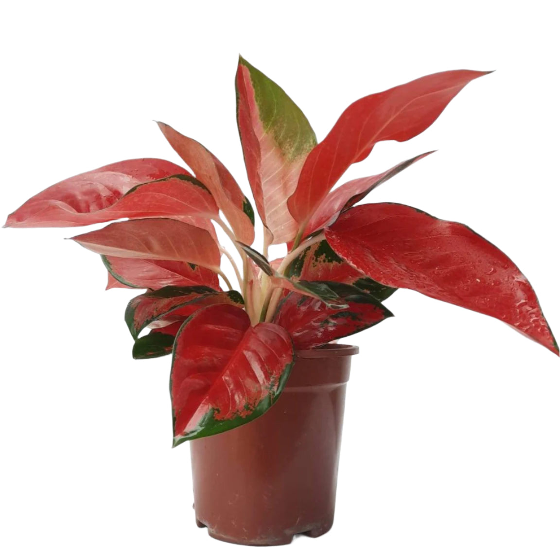 aglaonema spp Aglaonema Sexy Red – IM Garden Mart
