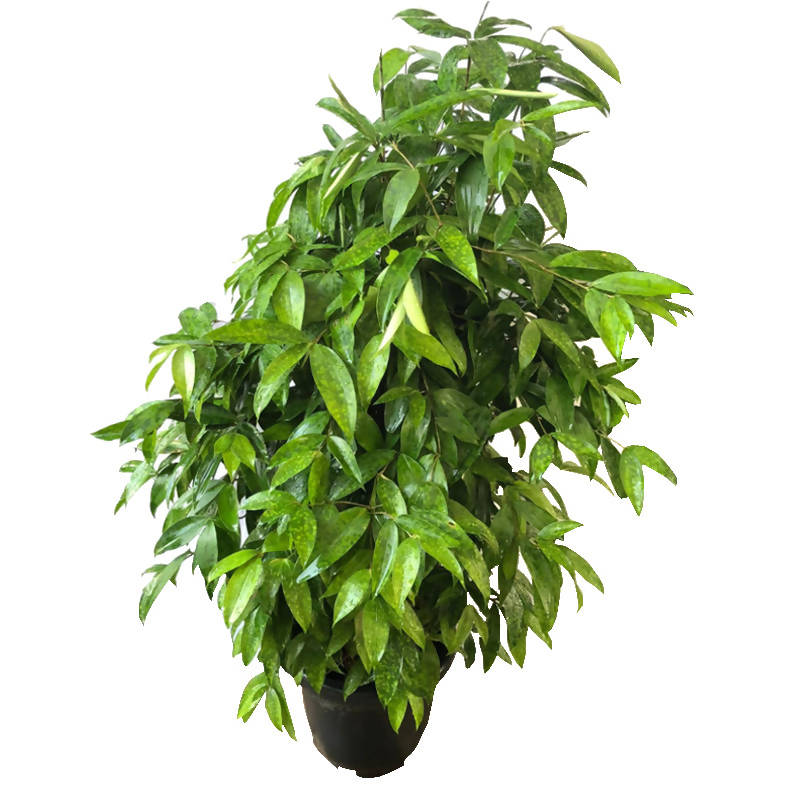 spotted dracaena plant Japanese Bamboo – IM Garden Mart