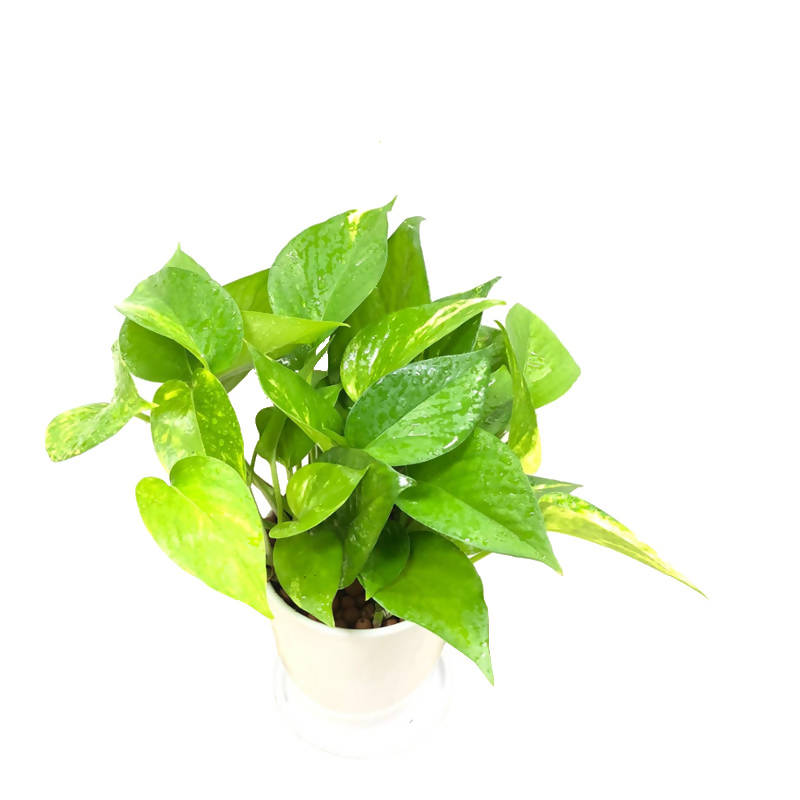 money plant kerala Epipremnum aureum (Money Plant, Devil's Ivy) in Ceramic White Pot (0.3 – IM Garden Mart