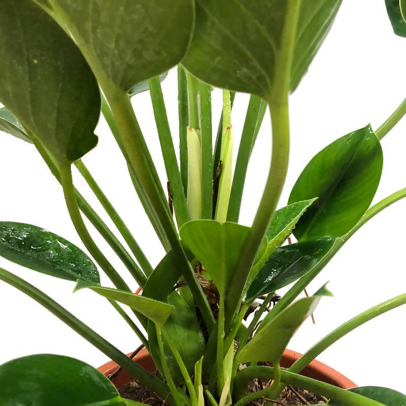 green philodendron Philodendron Green 'Princess' (0.5m) – IM Garden Mart