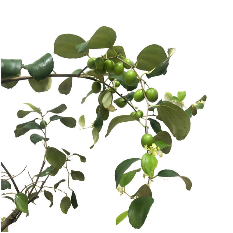 Ziziphus mauritiana, Indian Jujube, Bedara China (1.2m) – IM Garden Mart