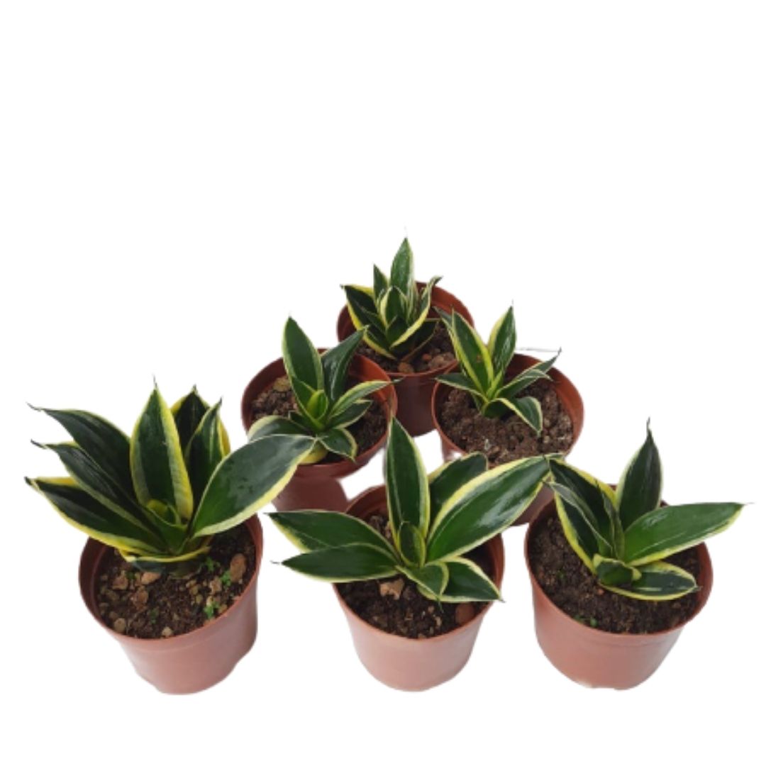 honey bunny snake plant Gold Sansevieria trifasciata (Bundle Set Of 6) (0.15m) * – IM Garden Mart