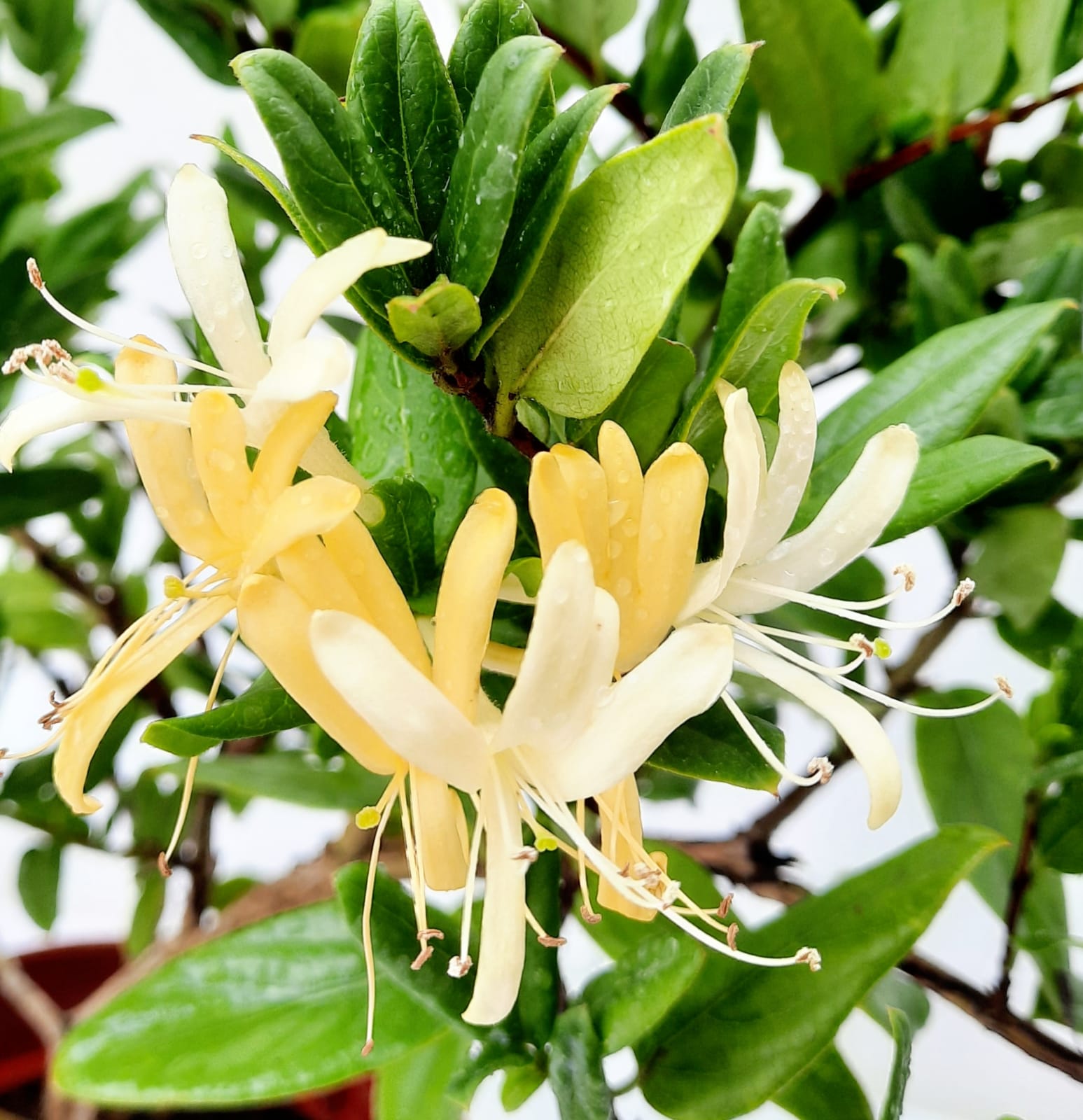 Lonicera japonica Thunb. ex Murray, Japanese Honeysuckle (Hanging) (0. – IM Garden Mart
