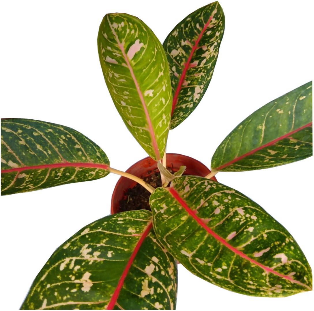 aglaonema adelia Aglaonema 'Adelia' – IM Garden Mart