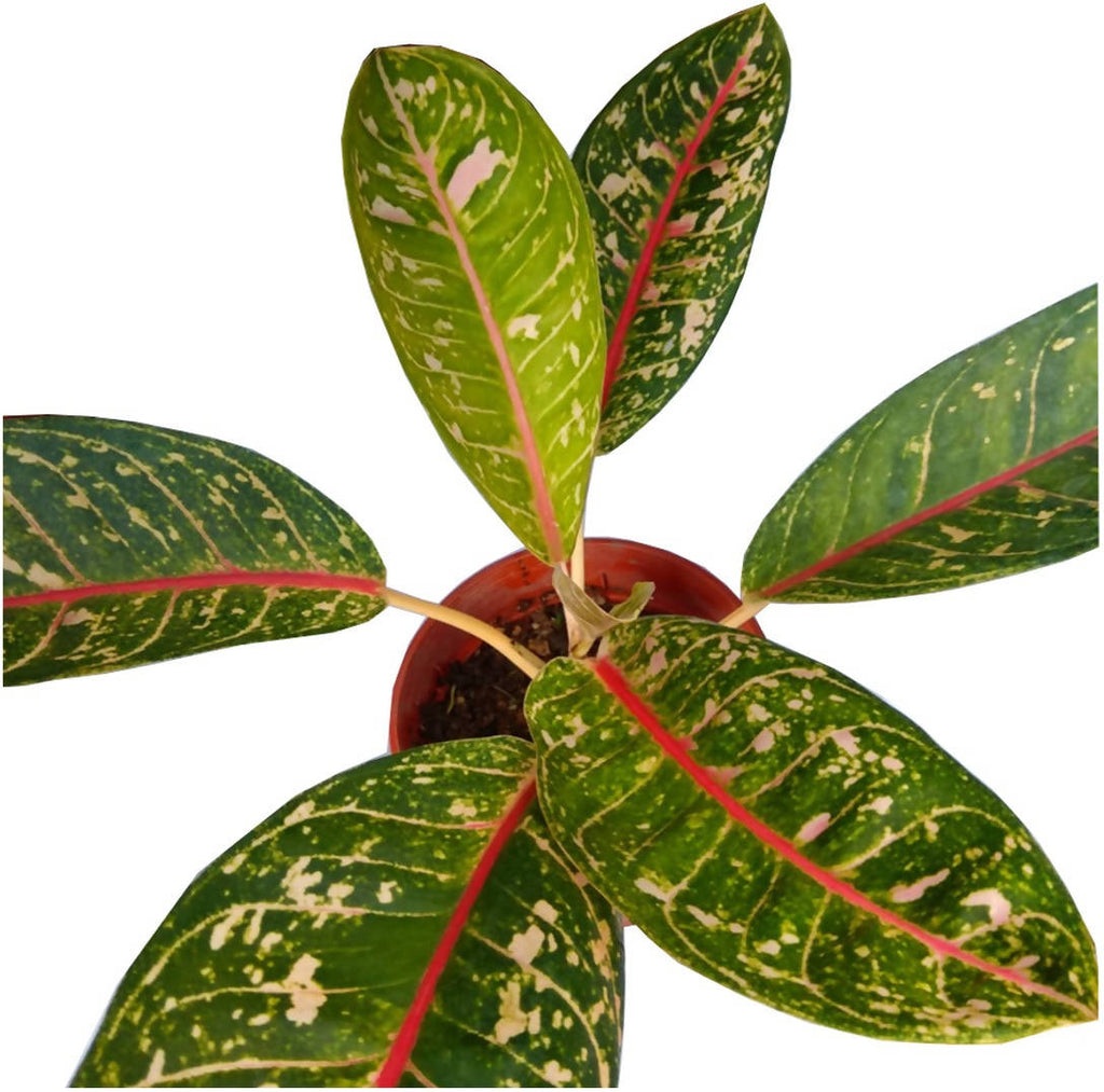 Aglaonema sp plant