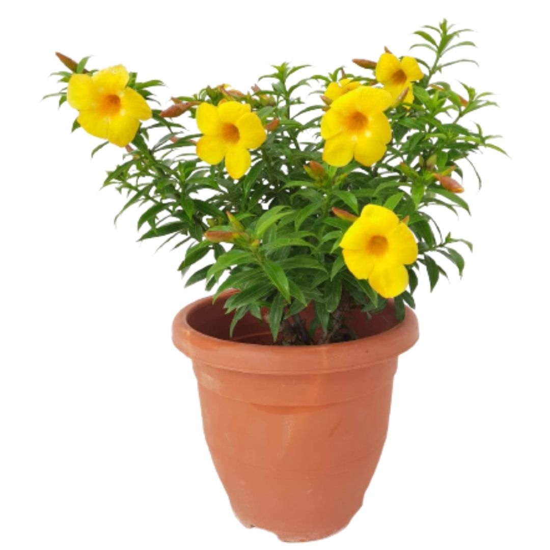 allamanda plant in pot Golden Trumpet Vine – IM Garden Mart